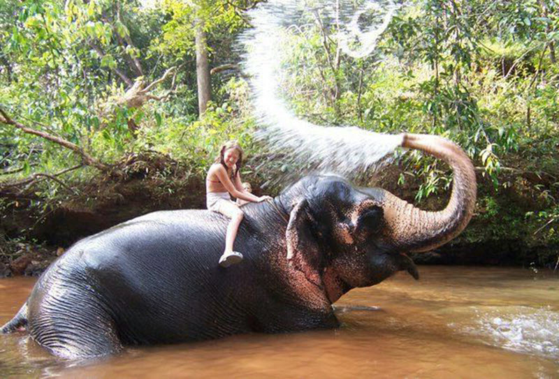Тайланд Слоны
